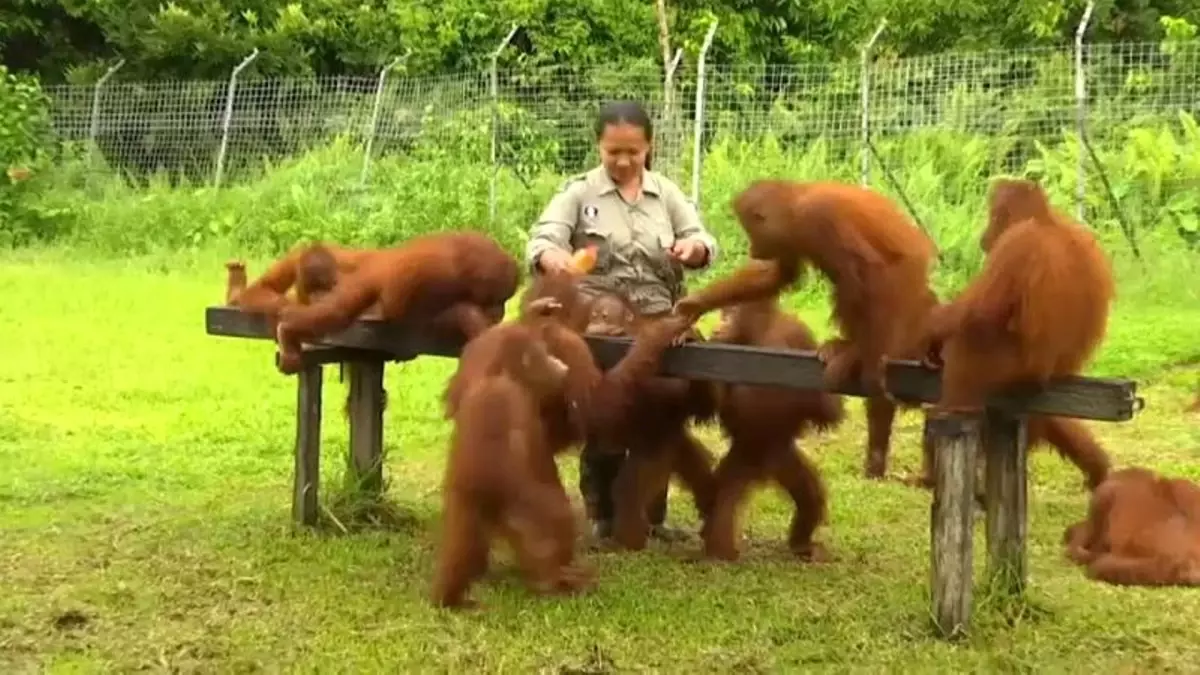 Endonezya'da Orangutanlar İçin Vahşi Hayata Uyum Eğitimi Endonezya'da Orangutanlar İçin Vahşi Hayata Uyum Eğitimi