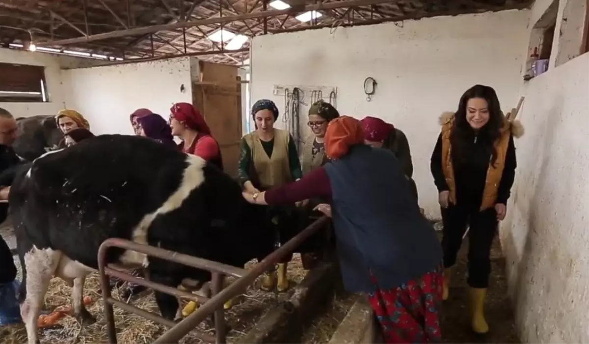 Ezgi Sertel'in Zor Anları! İneğin Doğumuna Şahit Oldu Ezgi Sertel'in Zor Anları! İneğin Doğumuna Şahit Oldu