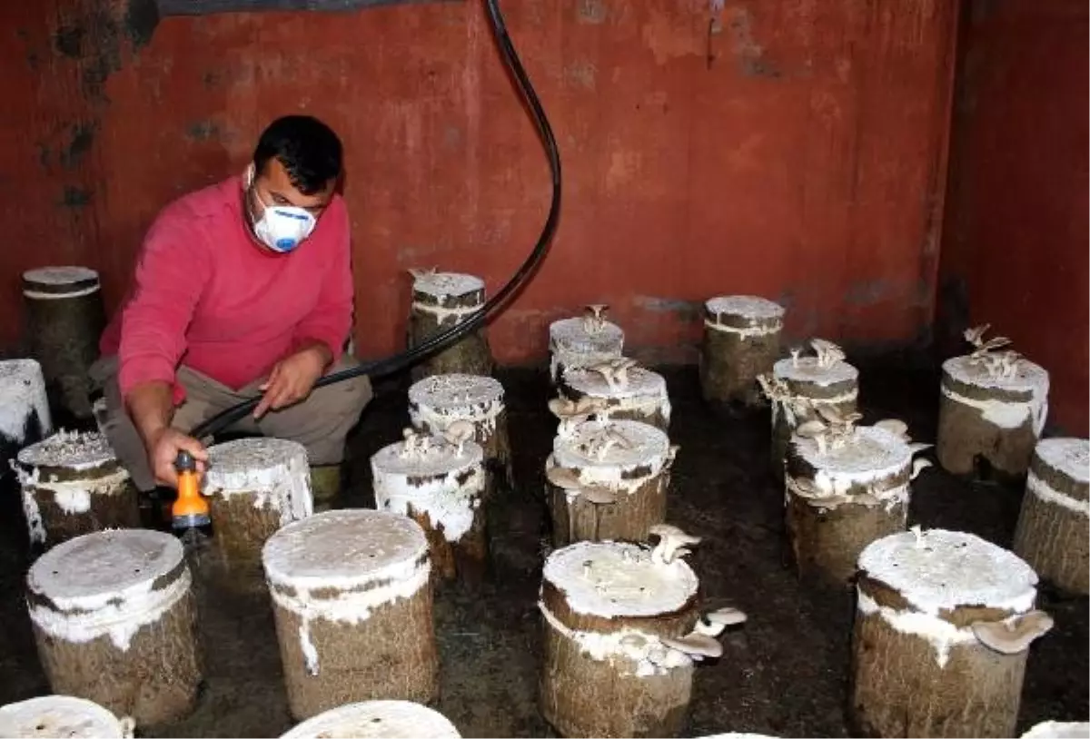 Çukurcalı Çiftçi, Evinde İstiridye Mantarı Yetiştiriyor Çukurcalı Çiftçi, Evinde İstiridye Mantarı Yetiştiriyor