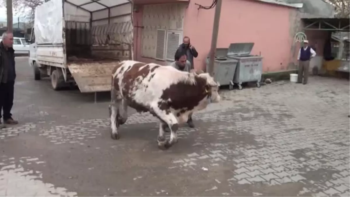 Kahramanmaraş'ta Çiftçiler Bol Yağış Nedeniyle Şükür Kurbanı Kesti Kahramanmaraş'ta Çiftçiler Bol Yağış Nedeniyle Şükür Kurbanı Kesti