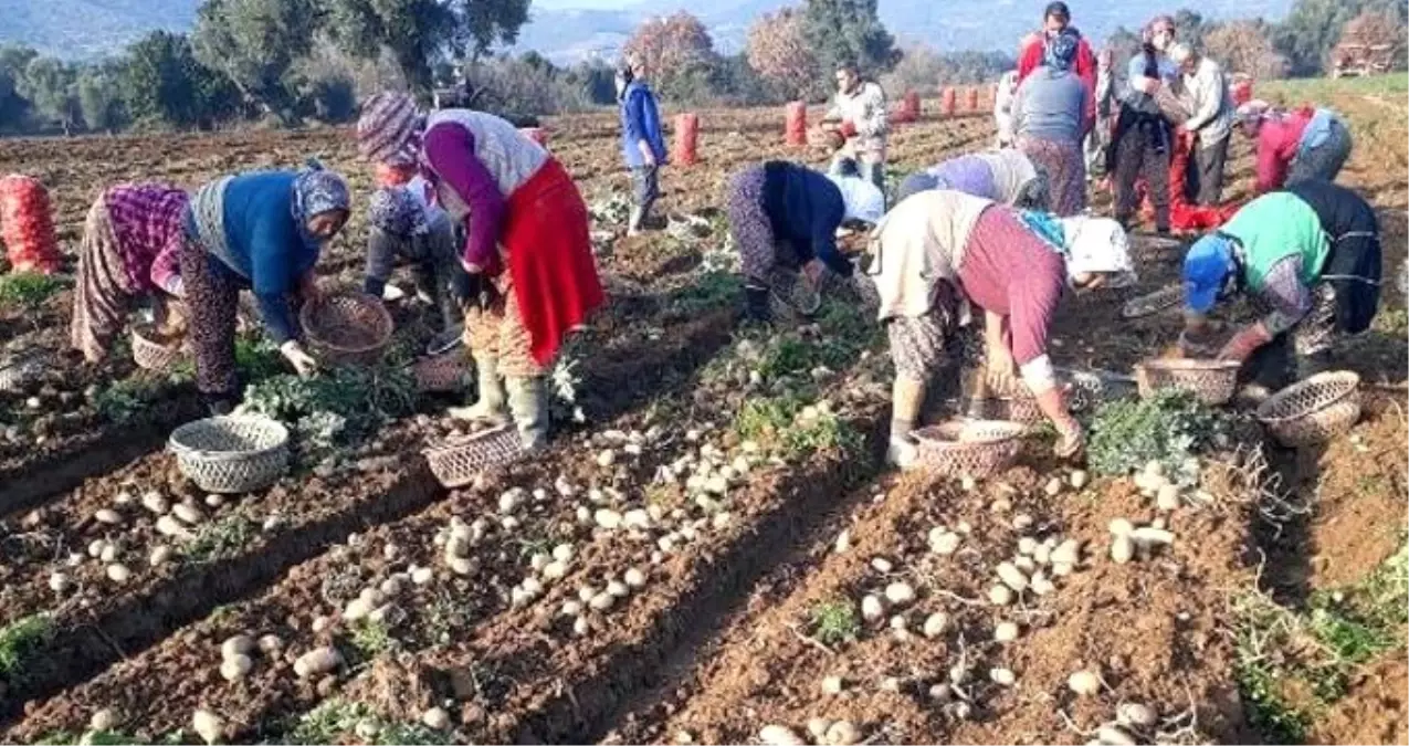 Patates Üreticileri: Fiyat 2,5 Liranın Altına Düşerse Zarar Ederiz Patates Üreticileri: Fiyat 2,5 Liranın Altına Düşerse Zarar Ederiz