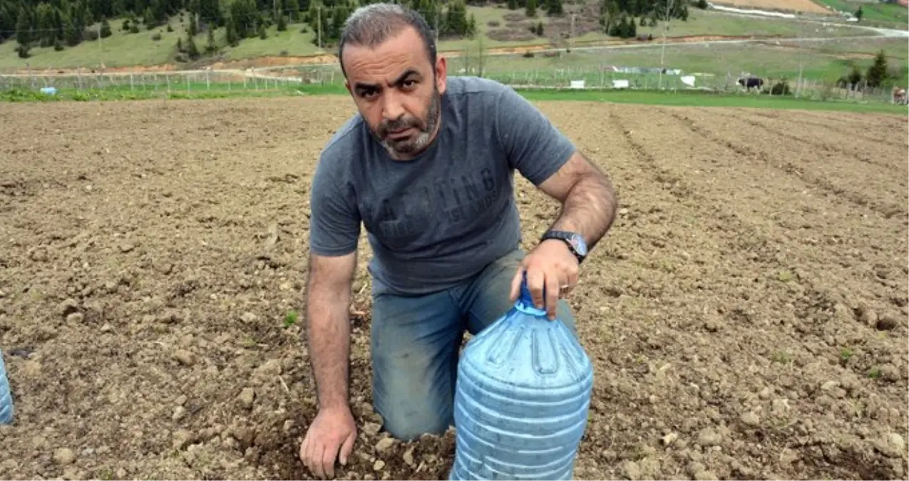 Ordulu Çiftçiden Zirai Dona Karşı Damacanalı Önlem Ordulu Çiftçiden Zirai Dona Karşı Damacanalı Önlem