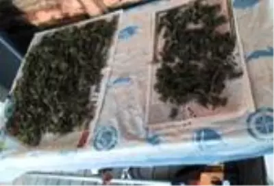 Son Dakika | Kenevir imalathanesine operasyon: 1 tutuklama Son Dakika | Kenevir imalathanesine operasyon: 1 tutuklama