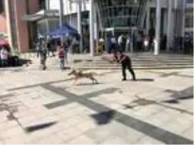Jandarma köpeklerinin gösterisi ilgiyle izlendi Jandarma köpeklerinin gösterisi ilgiyle izlendi