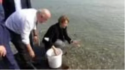 İzmit Körfezi'ne 5 bin balık bırakıldı İzmit Körfezi'ne 5 bin balık bırakıldı