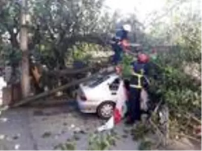 Kamyonetin kasası kablolara takılınca direk ve ağaç otomobilin üzerine devrildi Kamyonetin kasası kablolara takılınca direk ve ağaç otomobilin üzerine devrildi