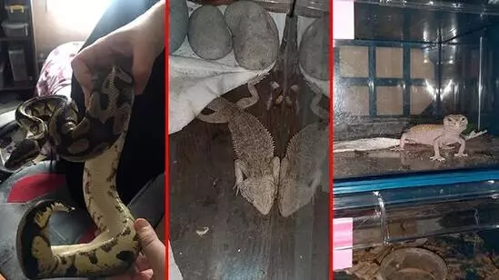 Kentin göbeğinde hayvanat bahçesi gibi ev! Onlarca piton, örümcek, kertenkele ele geçirildi Kentin göbeğinde hayvanat bahçesi gibi ev! Onlarca piton, örümcek, kertenkele ele geçirildi