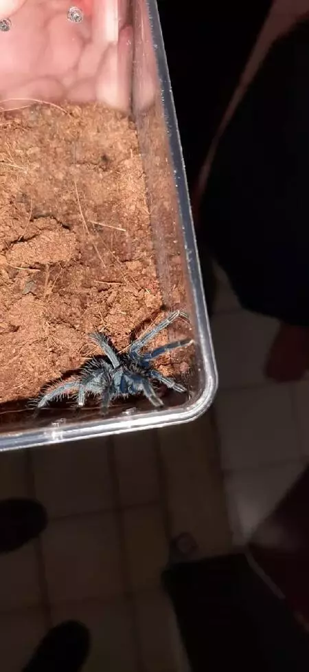 Kentin göbeğinde hayvanat bahçesi gibi ev! Onlarca piton, örümcek, kertenkele ele geçirildi Kentin göbeğinde hayvanat bahçesi gibi ev! Onlarca piton, örümcek, kertenkele ele geçirildi