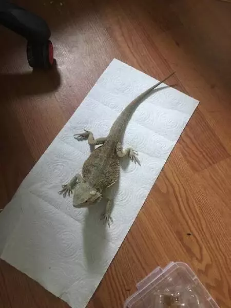 Kentin göbeğinde hayvanat bahçesi gibi ev! Onlarca piton, örümcek, kertenkele ele geçirildi Kentin göbeğinde hayvanat bahçesi gibi ev! Onlarca piton, örümcek, kertenkele ele geçirildi