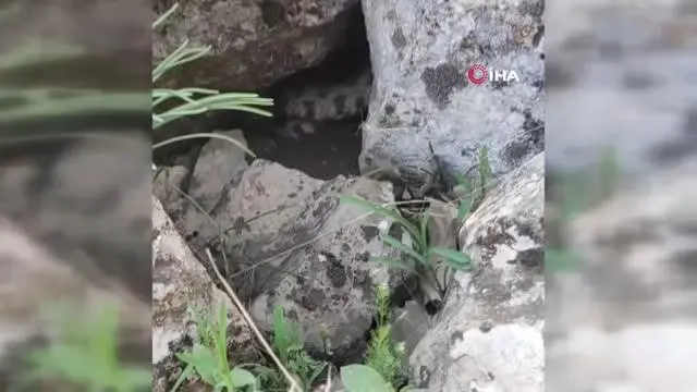 siirt te 4 metrelik dev yilan koyluleri korkuttu