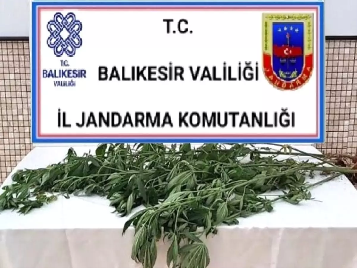 Son Dakika Haberi Bigadi Te Kenevir Ve Uyu Turucu Operasyonu Haberler