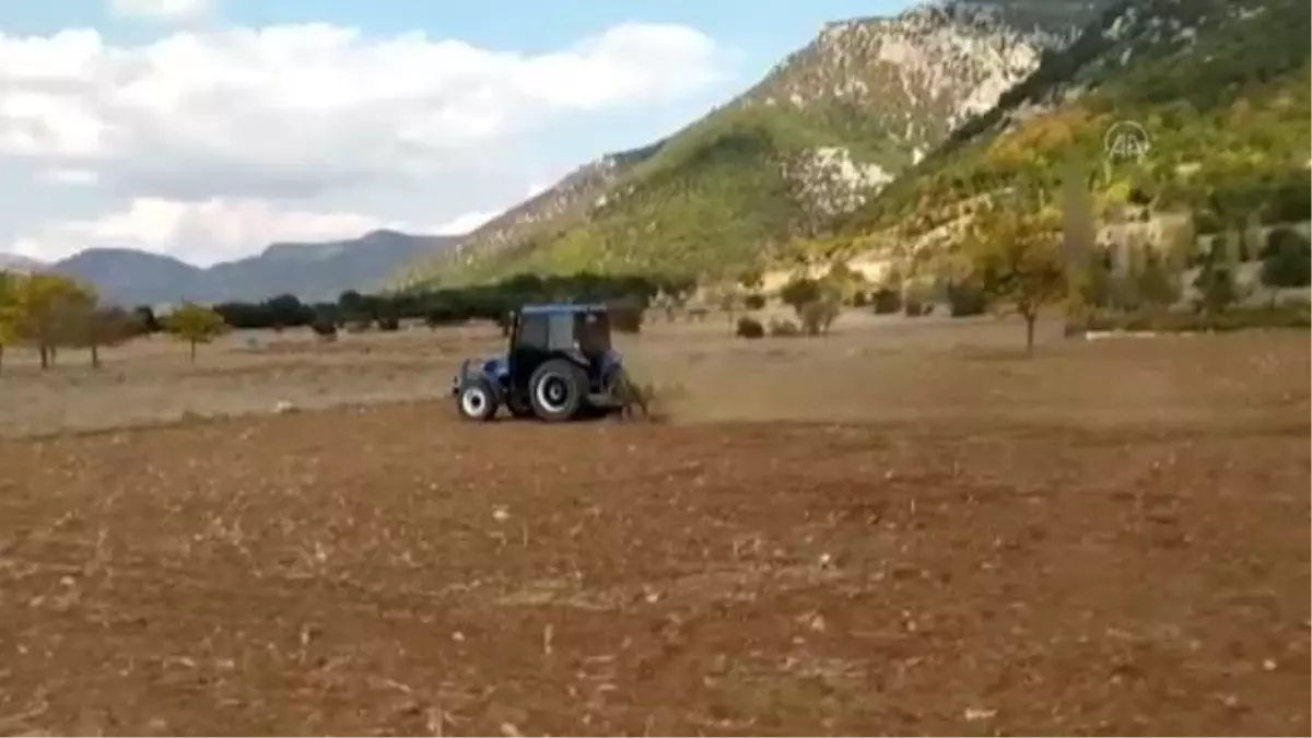 Milli buğday tohumu Hüseyinbey toprakla buluştu Haberler