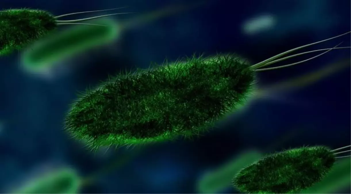 Salmonella nedir Salmonella nasıl bulaşır tedavisi nasıl yapılır