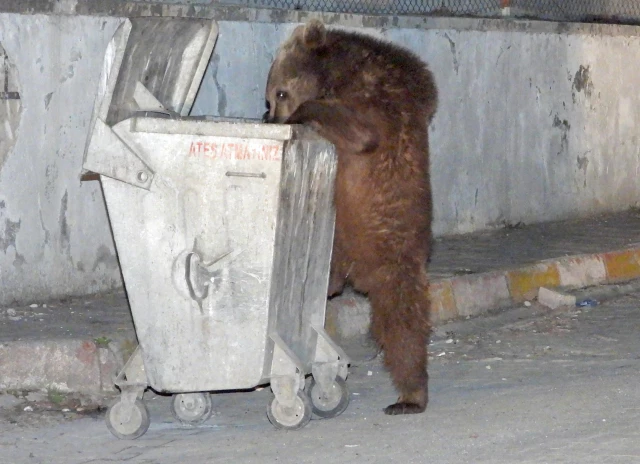 Li Qersê hirç daketin navenda navçeyê û li xwarin û xurekê geriyan