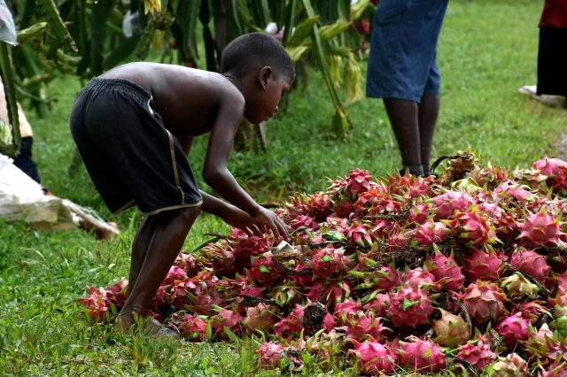 عدسة الأناضول ترصد حصاد فاكهة التنين في بنغلاديش