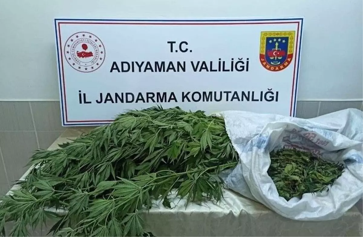 Son Dakika Haber Jandarma Kenevir Bitkisi Ve Esrar Maddesi Ele