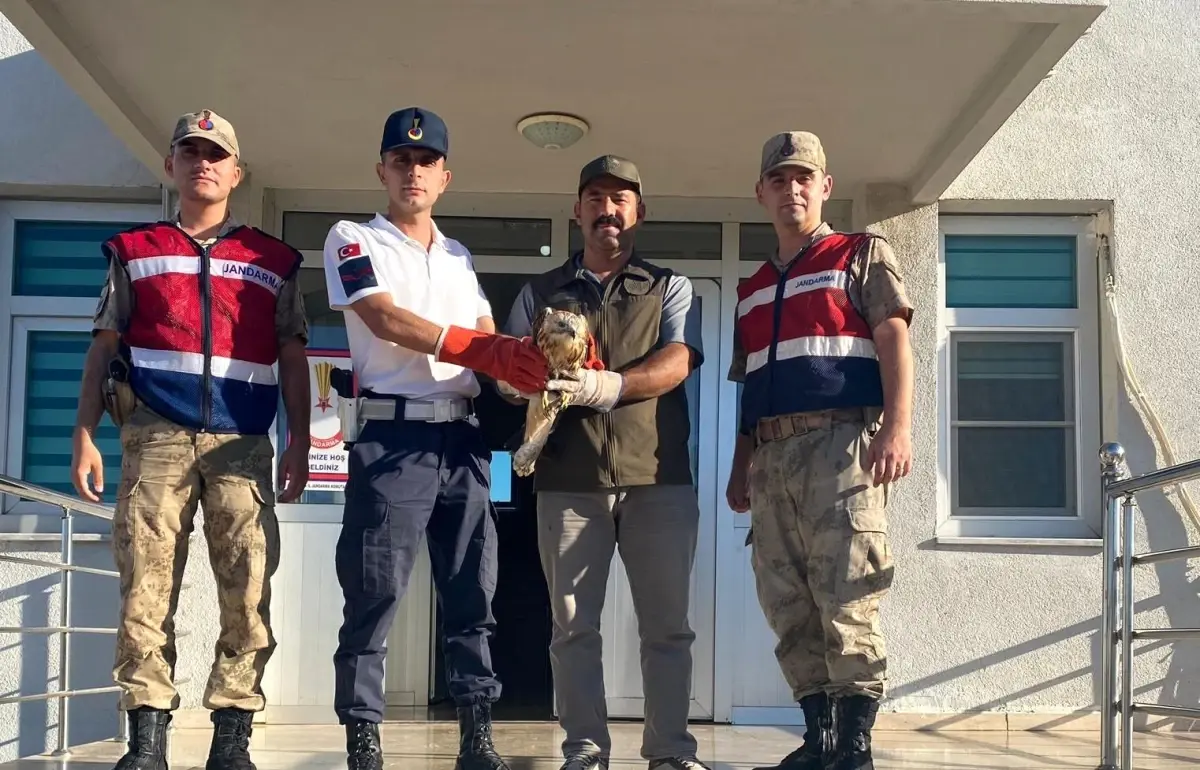 Son dakika haberi Şanlıurfa da yaralı bulunan kızıl şahin tedavi