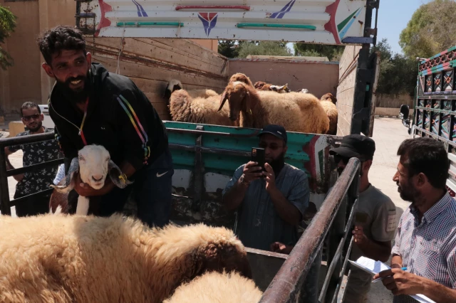 منظمة تركية تدعم سوريين برؤوس ماشية