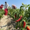 بدء موسم حصاد الفلفل الأحمر في هطاي التركية