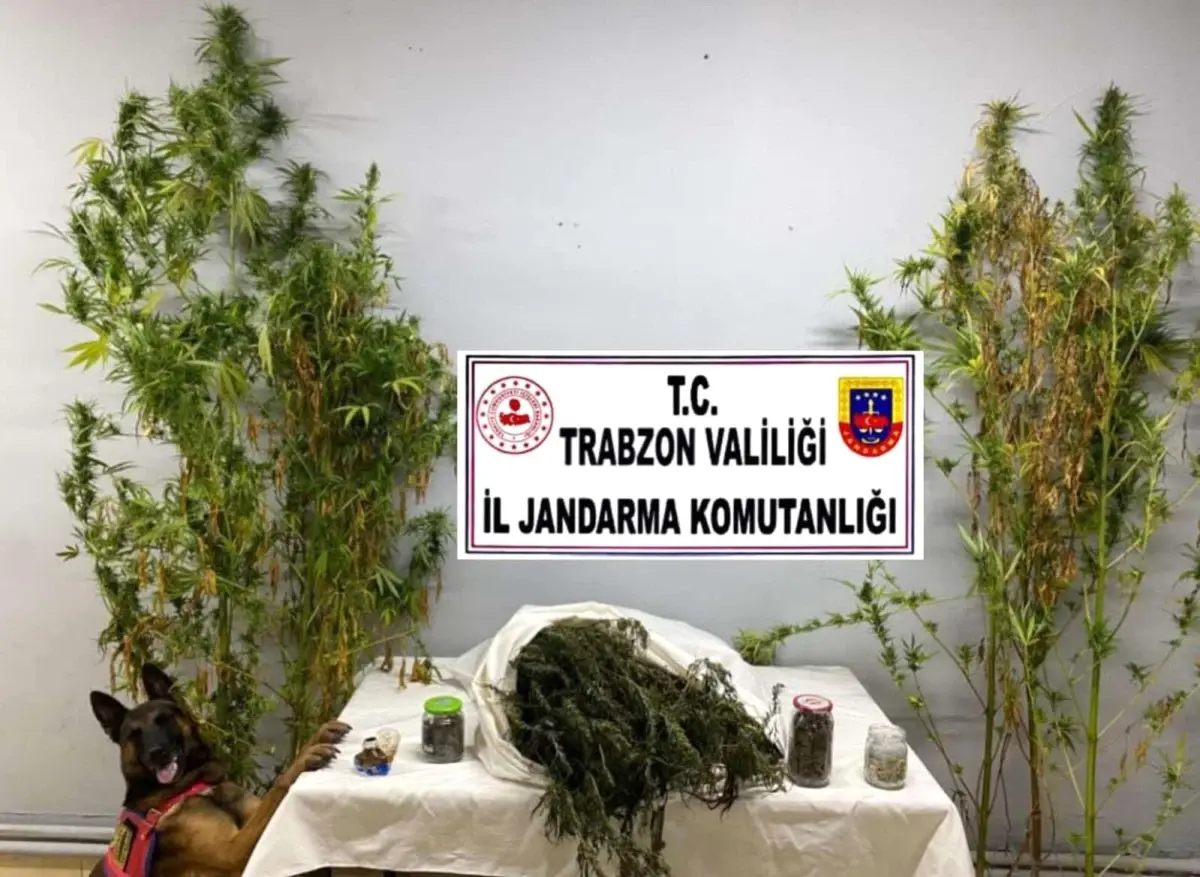 Trabzon Da Uyu Turucu Operasyonu Pheli G Zalt Na Al Nd Haberler