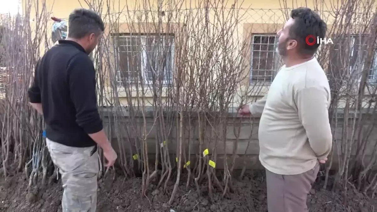 Siirt Te Y Zlerce Meyve Fidan Toprakla Bulu May Bekliyor Haberler