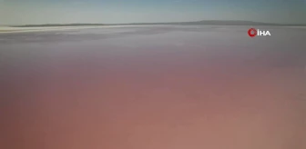 Tuz Gölü pembeleşmeye başladı, turistler akın etti