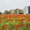 هطاي التركية.. زهور الخشخاش تجذب هواة التصوير