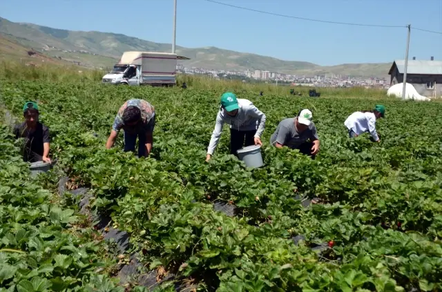 Li Mûşê komkirina çîlekan dest pê kir