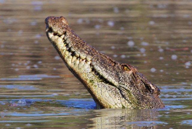 Австралийская 12-летняя девочка была жестоко убита крокодилом, когда она купалась в реке