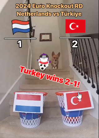 He predicted the Austria match score! Phenomenal dog predicts Turkey-Netherlands match as well