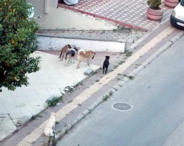 Dog invasion in Samsun! They attack passersby and keep street residents awake