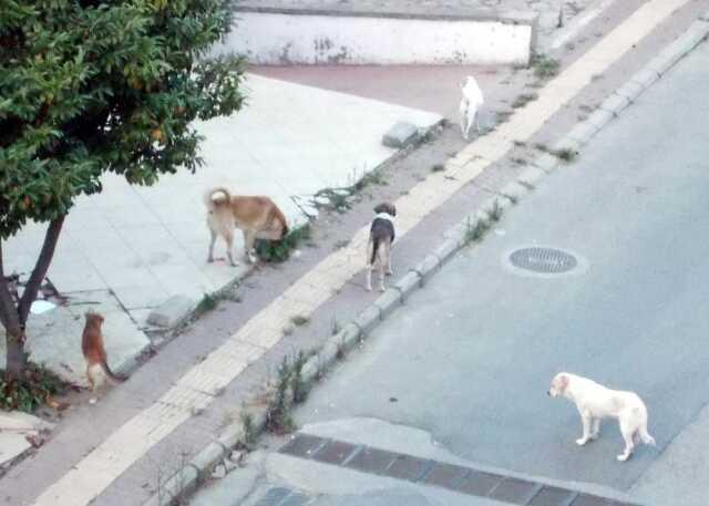 Dog invasion in Samsun! They attack passersby and keep street residents awake