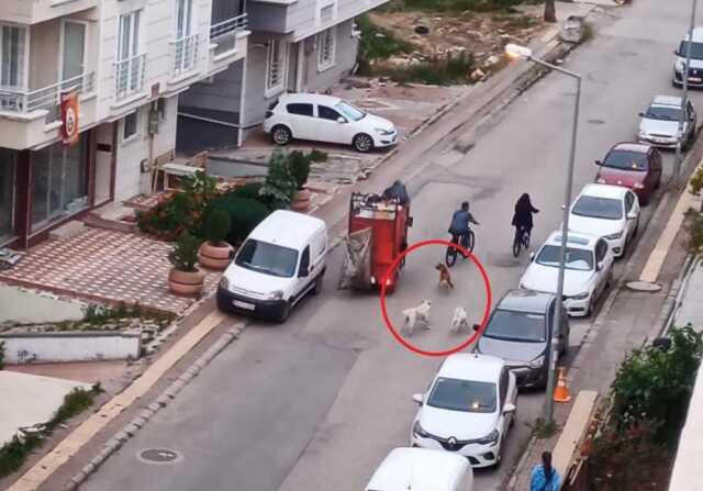 Dog invasion in Samsun! They attack passersby and keep street residents awake