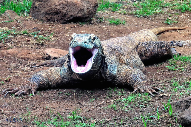 Surprising discovery about Komodo dragons from scientists