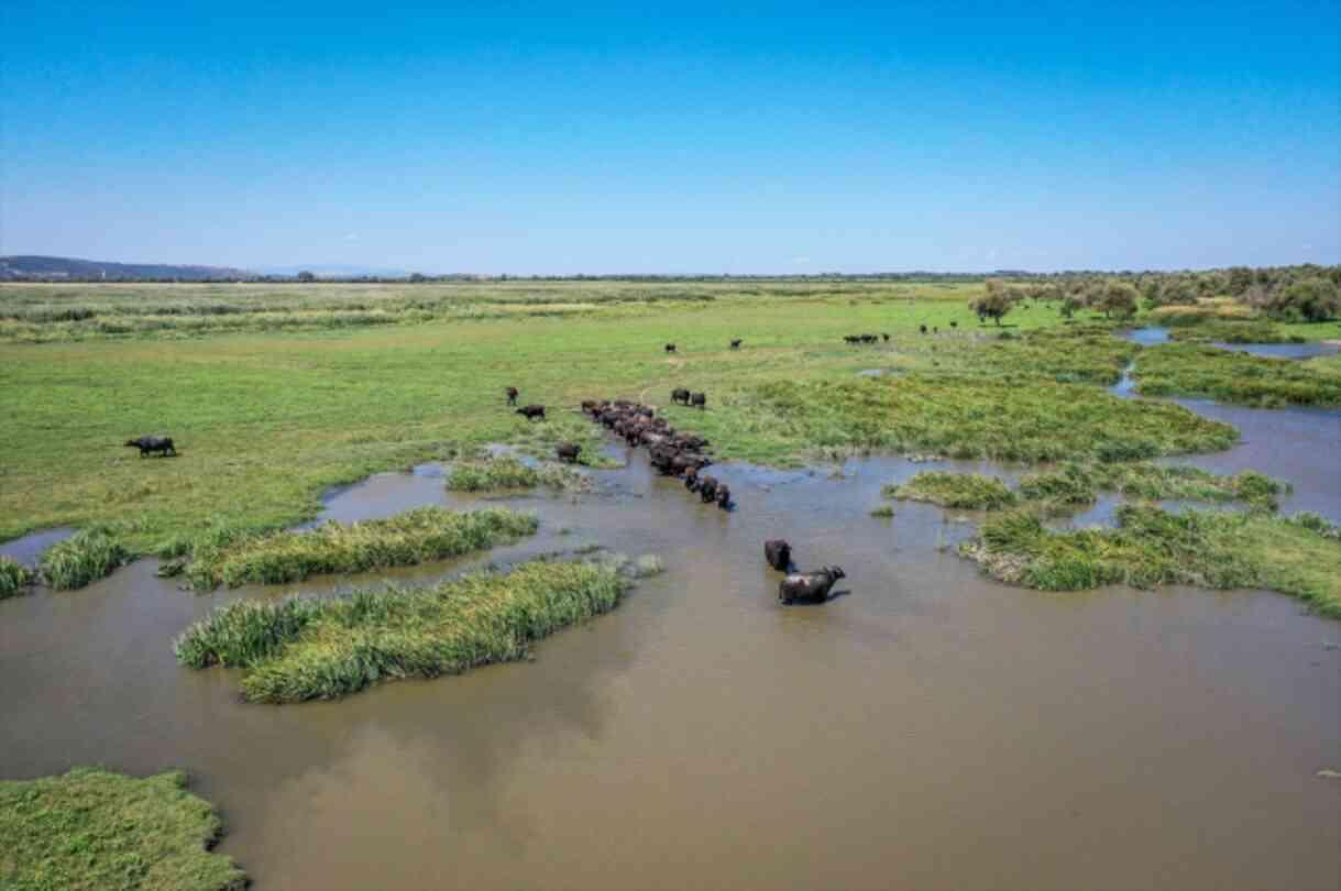 Not African savannas! The footage was recorded with a drone in Turkey