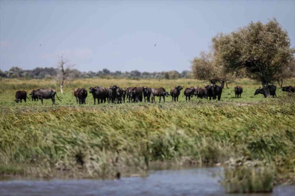 Not African savannas! The footage was recorded with a drone in Turkey