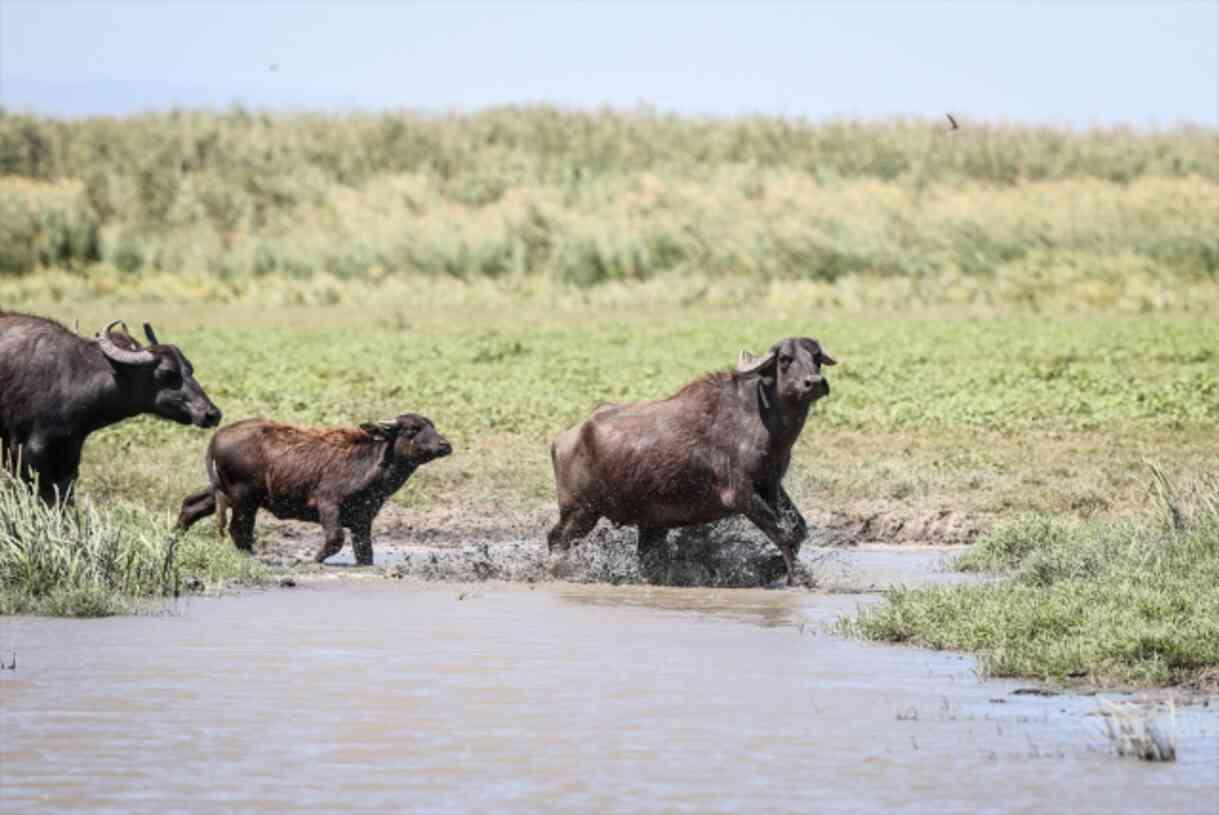 Not African savannas! The footage was recorded with a drone in Turkey