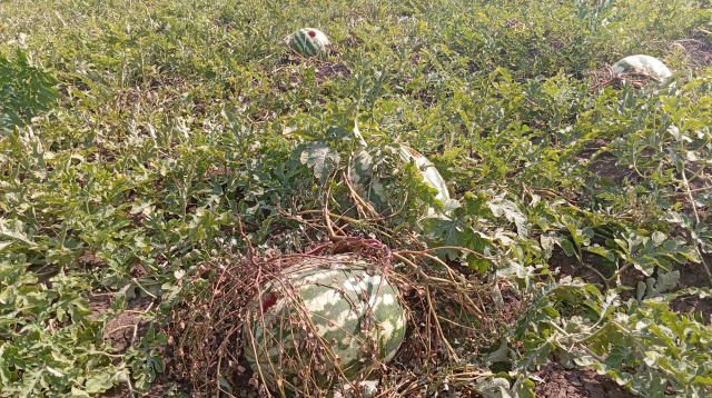 The whole field became food for crows: There is only one left and we are eating that one