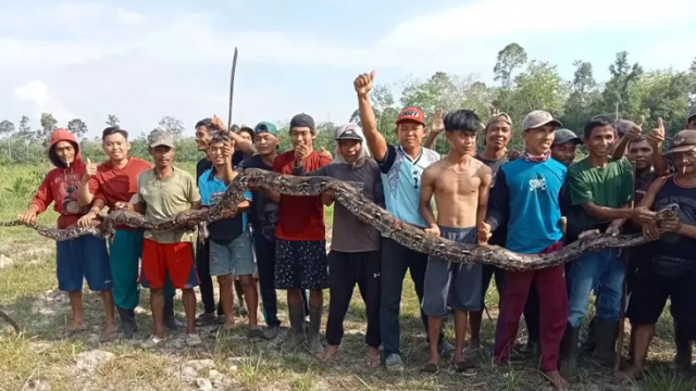 A 5-meter-long snake in Indonesia kills an elderly woman