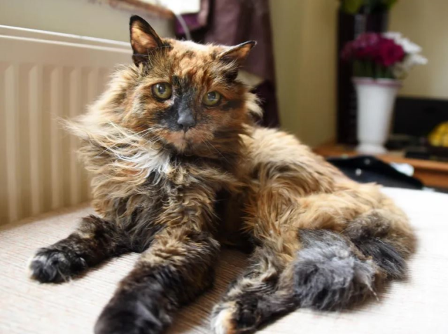 The world's oldest cat died at the age of 33