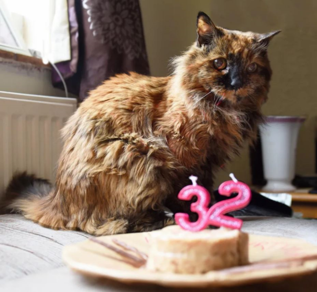 The world's oldest cat died at the age of 33