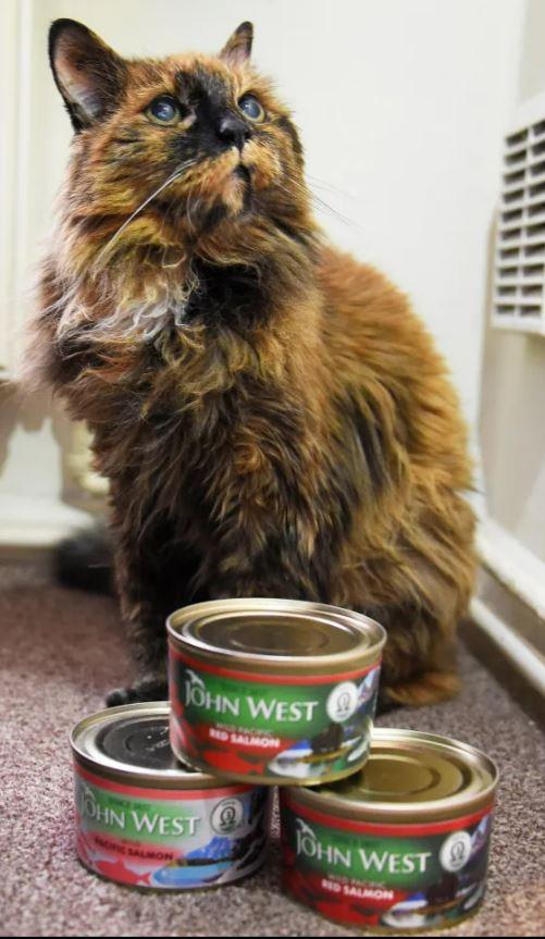 The world's oldest cat died at the age of 33