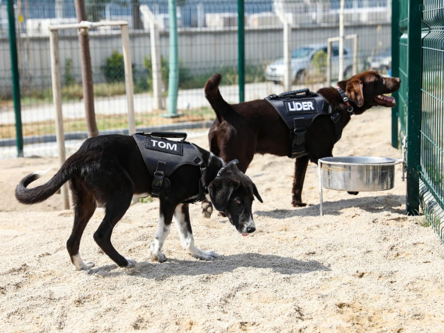 Erdal Beşikçioğlu has taken in 5 street dogs that have completed their training into the municipality