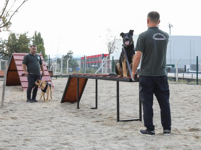 Erdal Beşikçioğlu has taken in 5 street dogs that have completed their training into the municipality