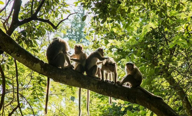 Monkeys rescued the six-year-old girl from the rapist by attacking him