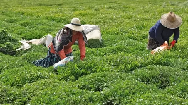 ÇAYKUR has started making payments for fresh tea prices.