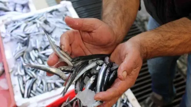 The anchovy fishing is being followed from the sea to the market.