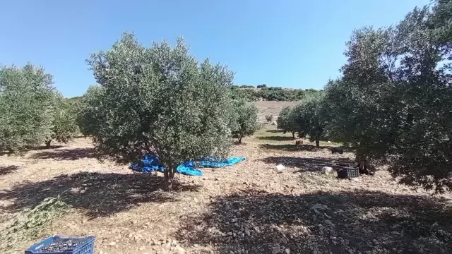 The prices of olives are falling in the fields, but the prices of olive oil keep increasing in the supermarkets.