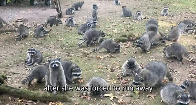 Approximately 100 raccoons invaded a house in Washington