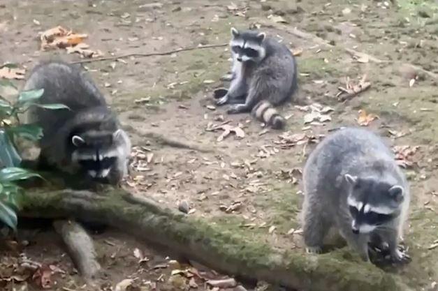 Approximately 100 raccoons invaded a house in Washington